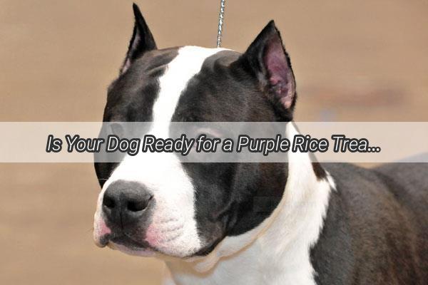 Is Your Dog Ready for a Purple Rice Treat Delight Unveiling the Truth About Canine Snacking